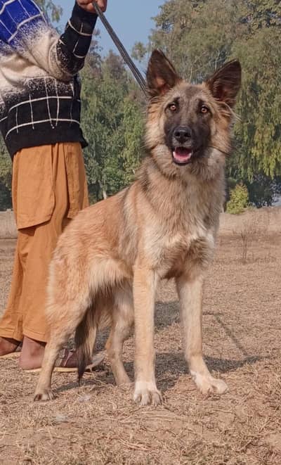 bighyari female age 7 month full security family guardian for sale