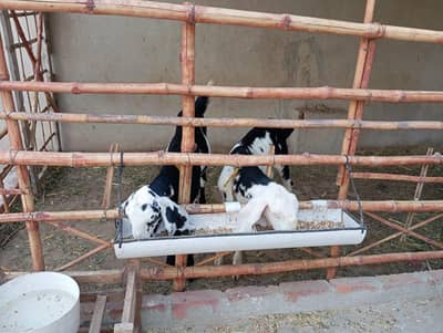 Rajhanpuri abluk bakra