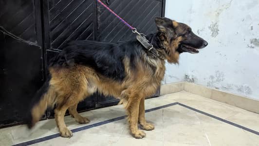 German shepherd 100% pure