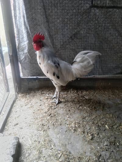 dasi murgay 2 pice 6,000 1 pice 3,000  ka hain number: 03009686721 hai