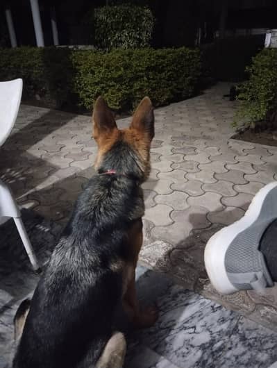 high clas agreesive bread