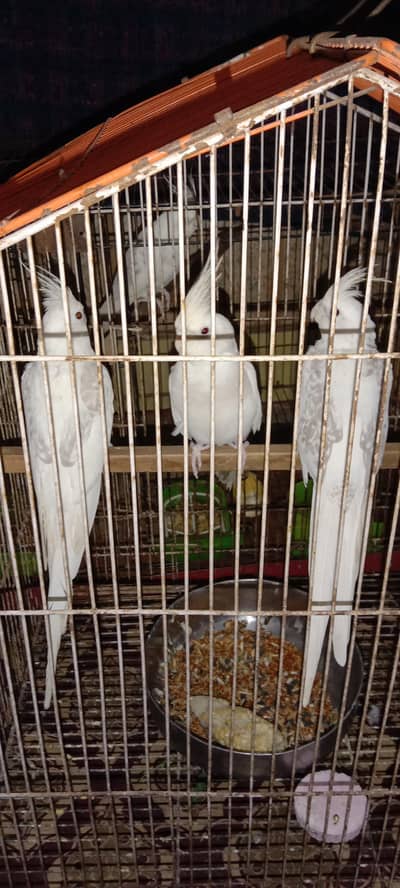 cocktail breeder pair available v pide