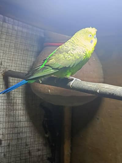 Bw split bf split hogo breeder male