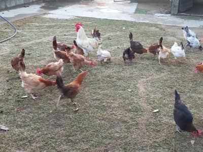 dasi murgi andy wali, eggs hens guarantee