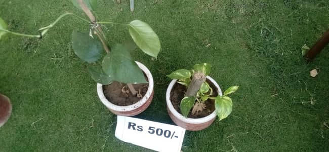 Beautiful plants with pots available