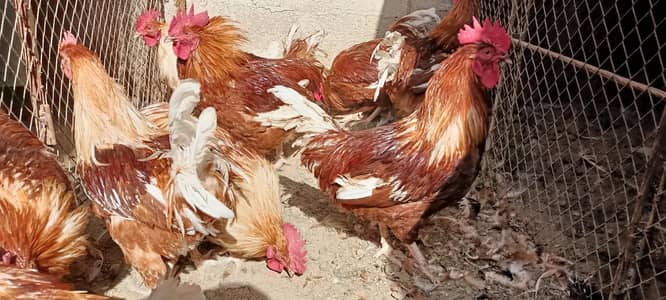 Lohman Brown Male Lohmann Brown Luman Brown Lohman Brown Male F2 Breed