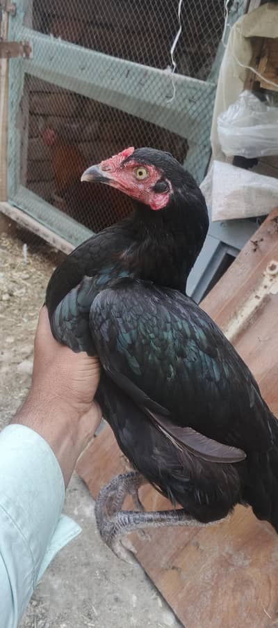 اصیل مرغا اور چوزے