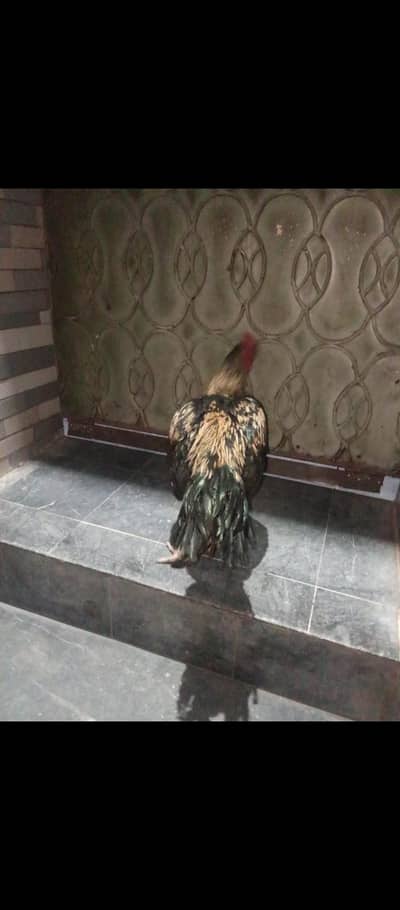 Mianwali aseel murga