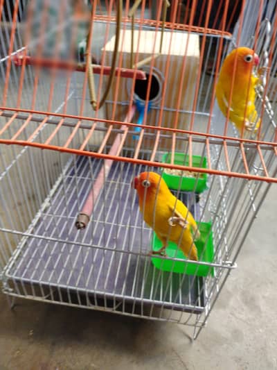 Healthy Lovebirds Pair – Active & Beautiful