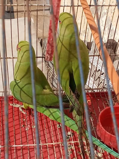 jis bagiya lena hai raabta kare