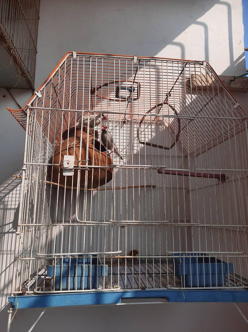 Java pair with cage 3