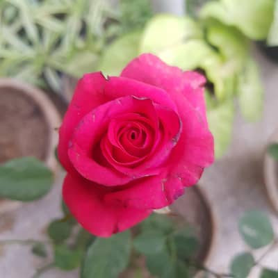 fresh and healthy rose plant Available