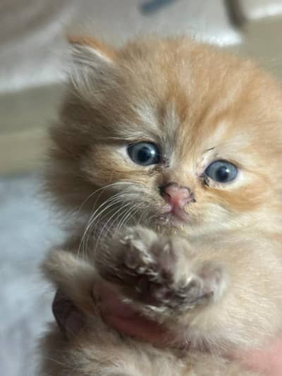 white Persian kitten|Triple long coated|punch Face|Blue Eyes kittens