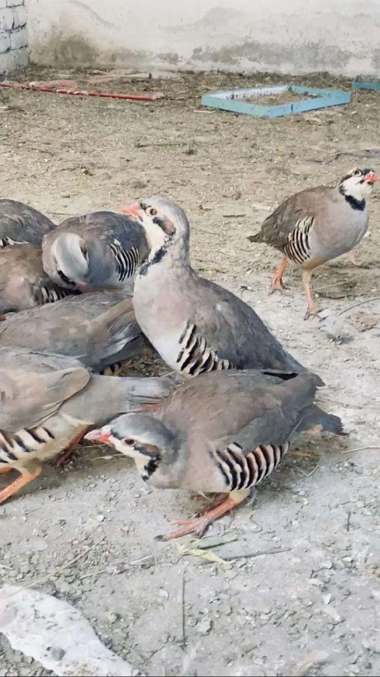 Chakor bird