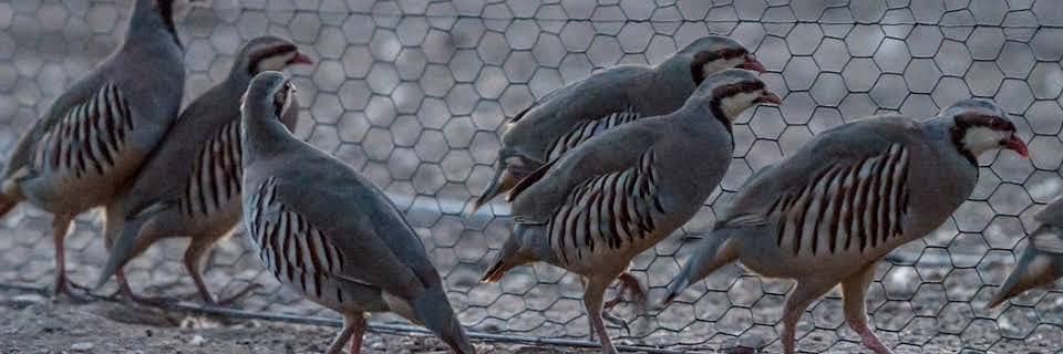 Chakor bird 2