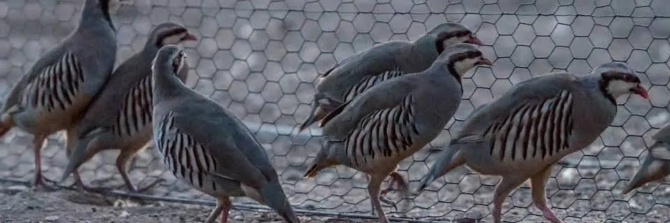 Chakor bird — photo 3