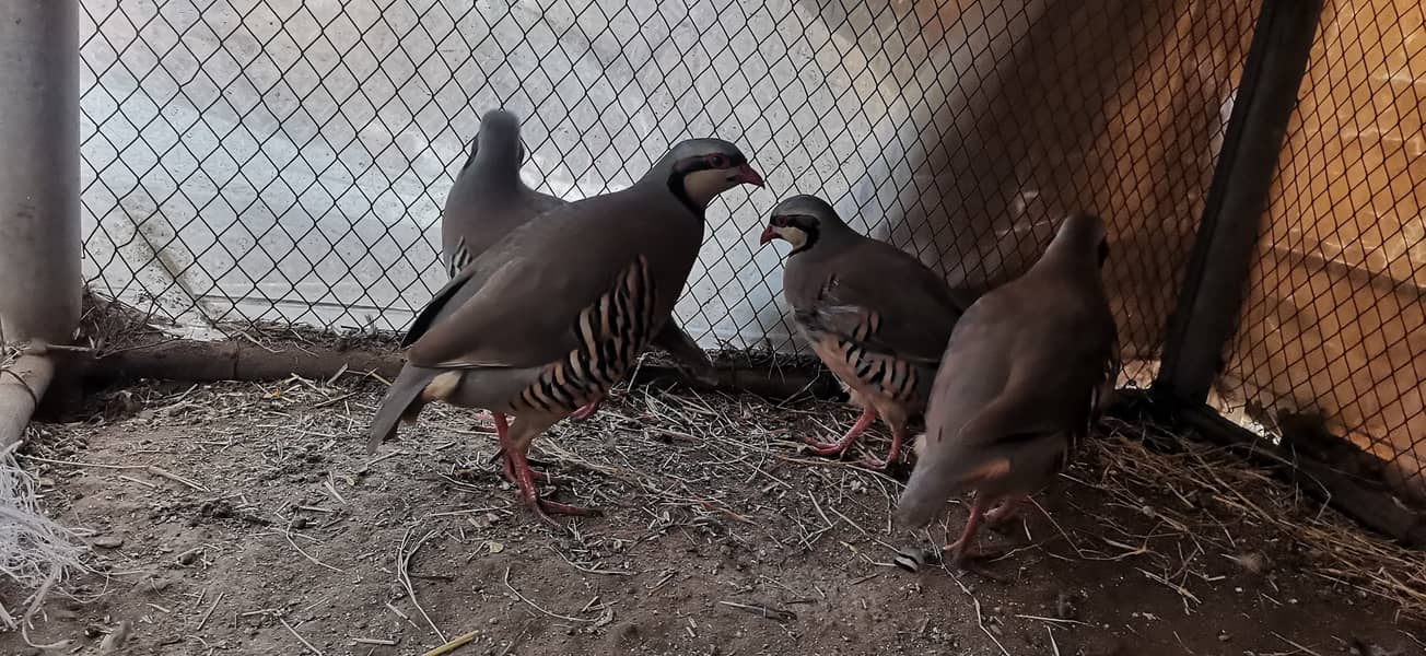 Chakor bird 1
