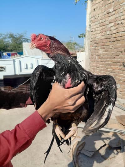 Lakha Aseel Murga 1 Saal Ka | Healthy & Active | Original Breed