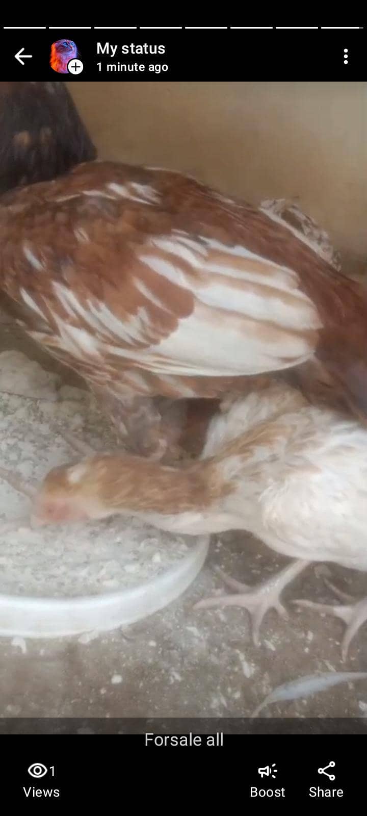 دو میل اور ایک فیمیل مرغا/مرغی برائے فروخت – صحت مند اور ایکٹو 0