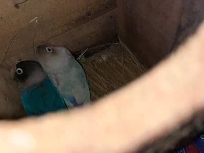 Black mask Blue / Siplit Albino black eyes love bird