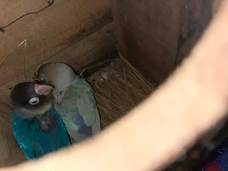 Black mask Blue / Siplit Albino black eyes love bird — photo 2