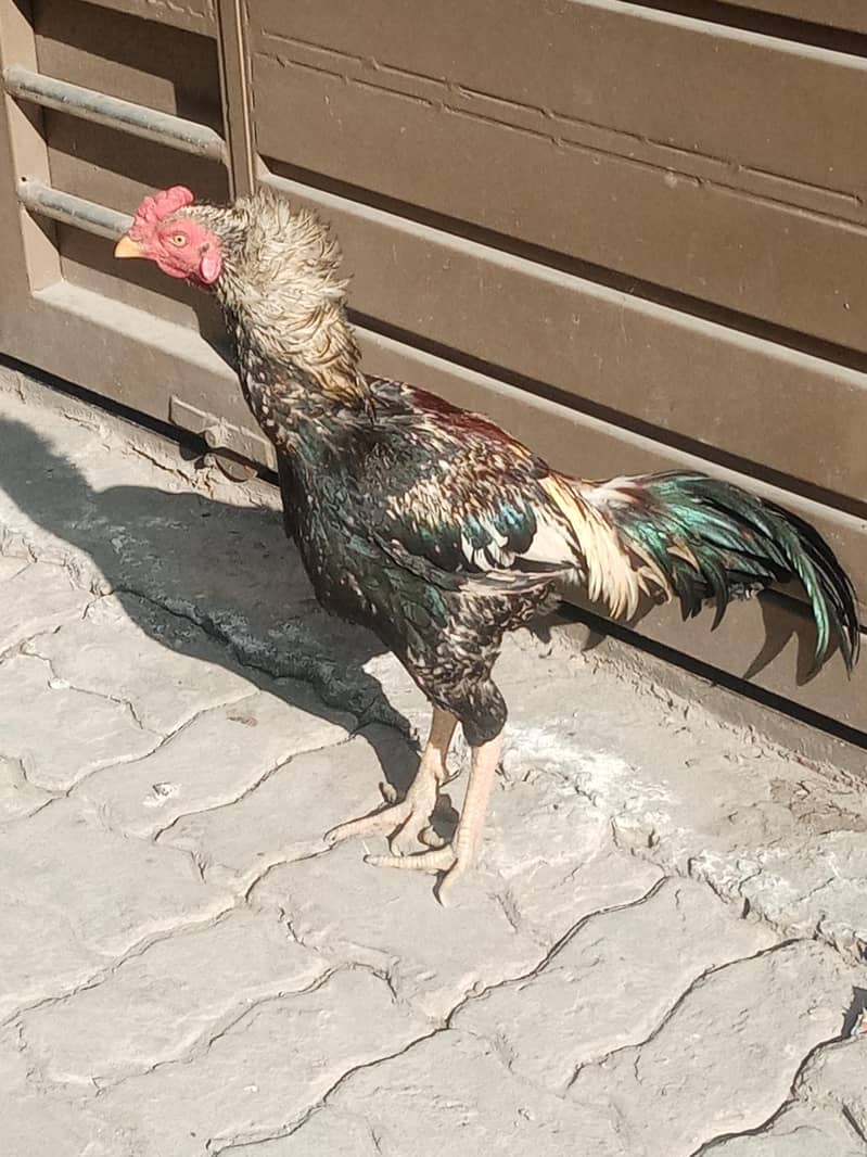 Aseel Murga (patha) 0