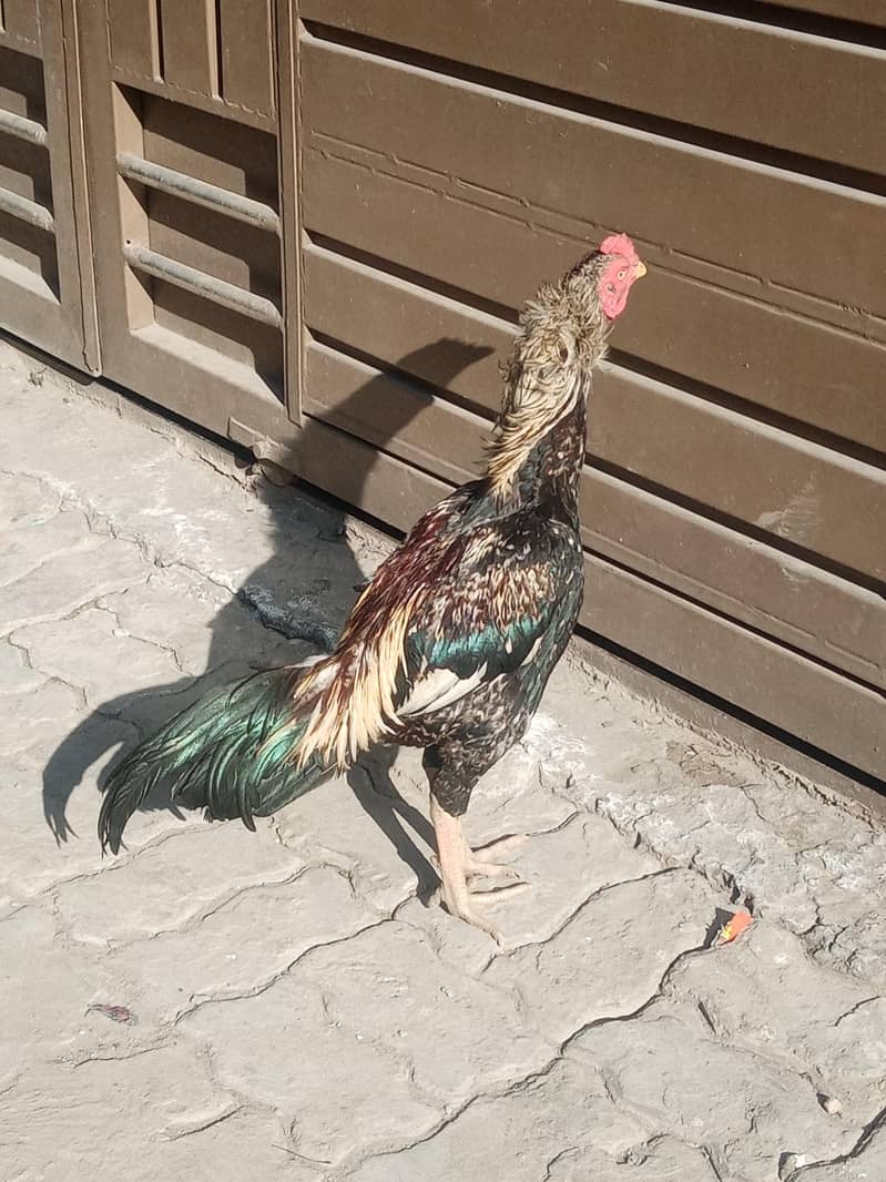 Aseel Murga (patha) 1