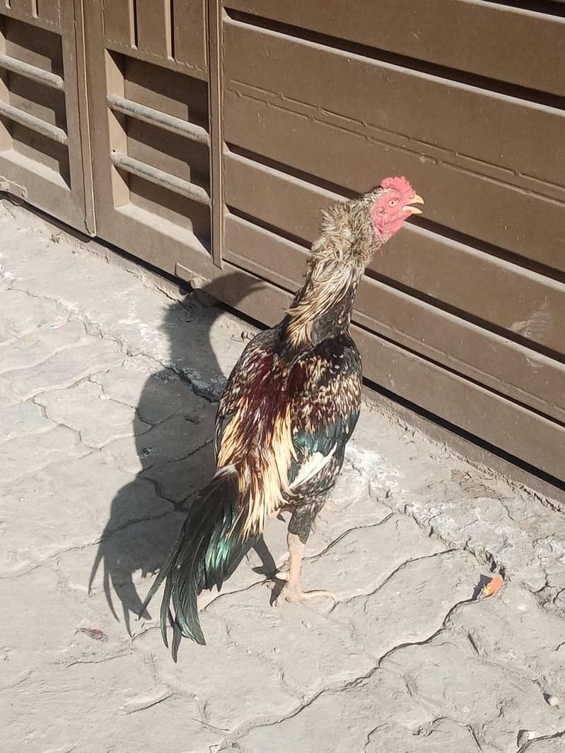 Aseel Murga (patha) 2