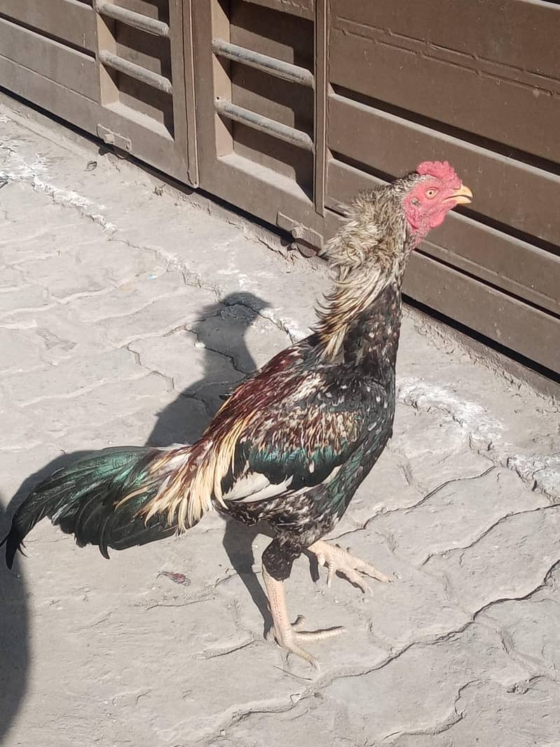 Aseel Murga (patha) 9