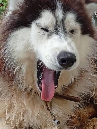 Siberian Husky for sale