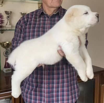 IMPORTED ALABAI PUPPIES - TOP QUALITY - HIGHLY PEDIGREED - AVAILABLE