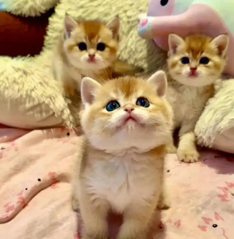 IMPORTED BRITISH SHORTHAIRS / SCOTISH FOLD / MAIN COONS CATS AVAILABLE — photo 4