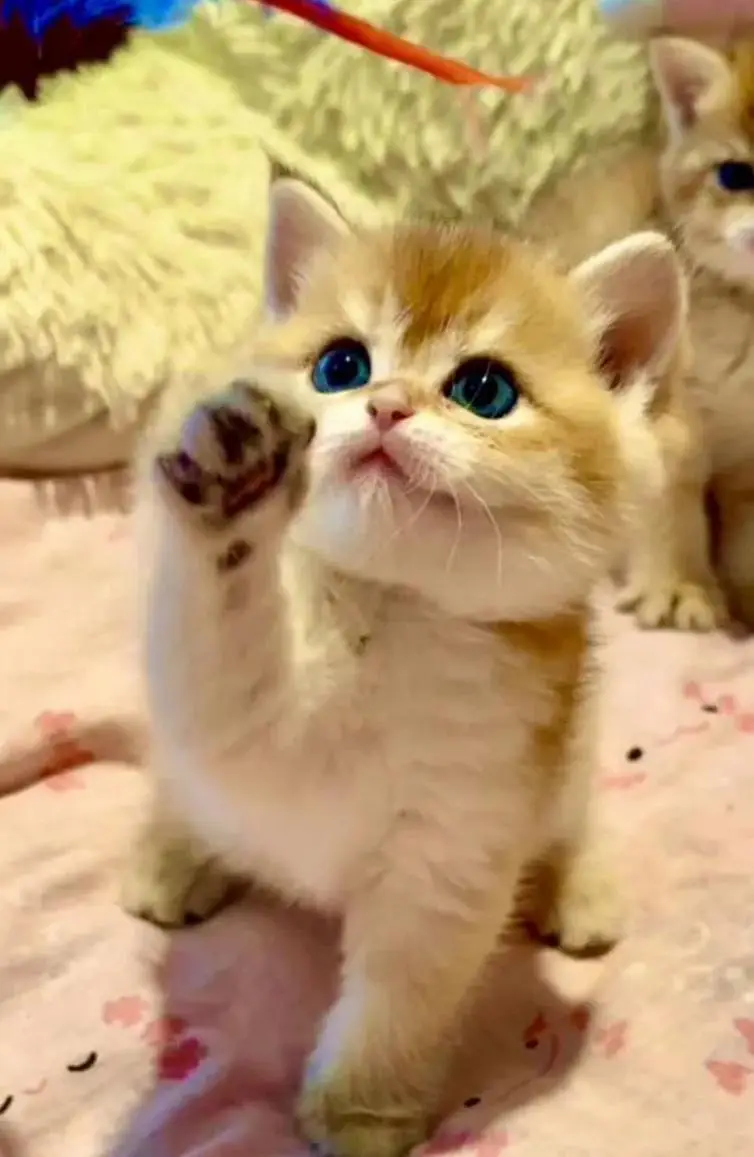 IMPORTED BRITISH SHORTHAIRS / SCOTISH FOLD / MAIN COONS CATS AVAILABLE — photo 5