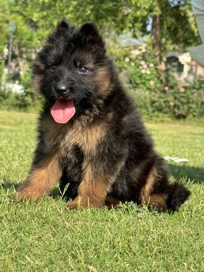 Proper long coat, German Shepherd male show quality input bloodline