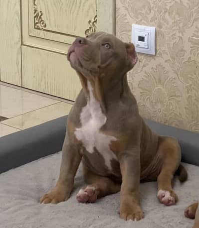 American XL BULLY PUPPIES ARE AVAILABLE FOR BOOKING