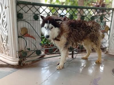 Black Siberian husky | Wolf coat | blue eye | vaccinated |  Heavy born