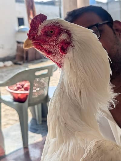 White Quality O Shamoo Trio For Sale