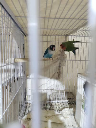 Love birds