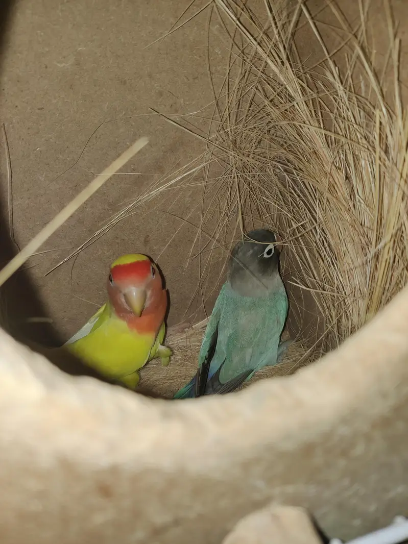 Love birds — photo 2