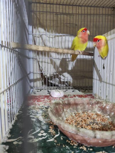Love birds