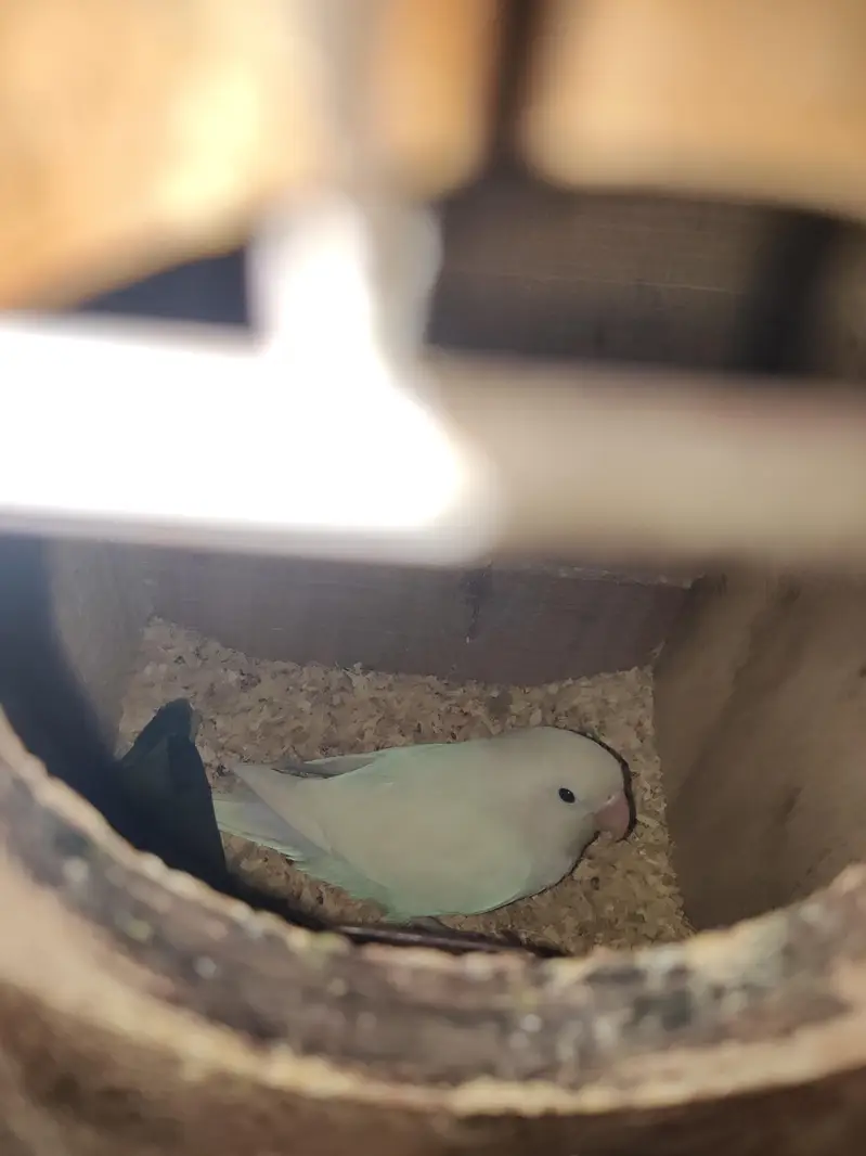 Love birds — photo 4