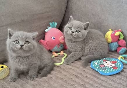 IMPORTED SCOTISH FOLD/ BRITISH SHORTHAIR KITTENS AVAILABLE FOR SALE
