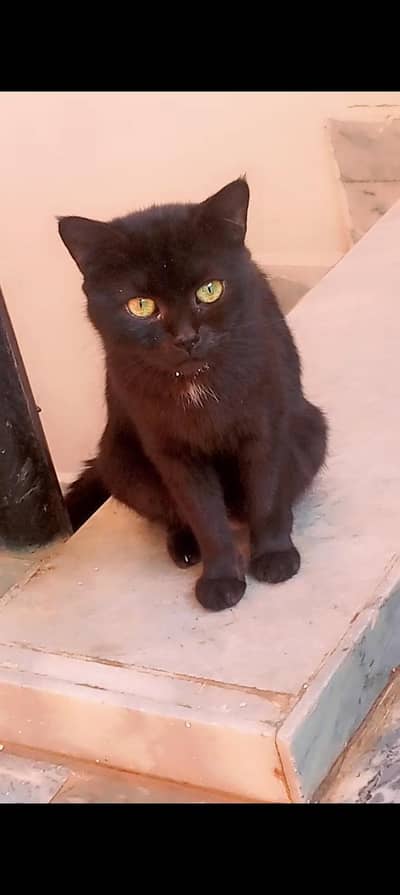 rasin cats sale 2.3 months ki hai 03