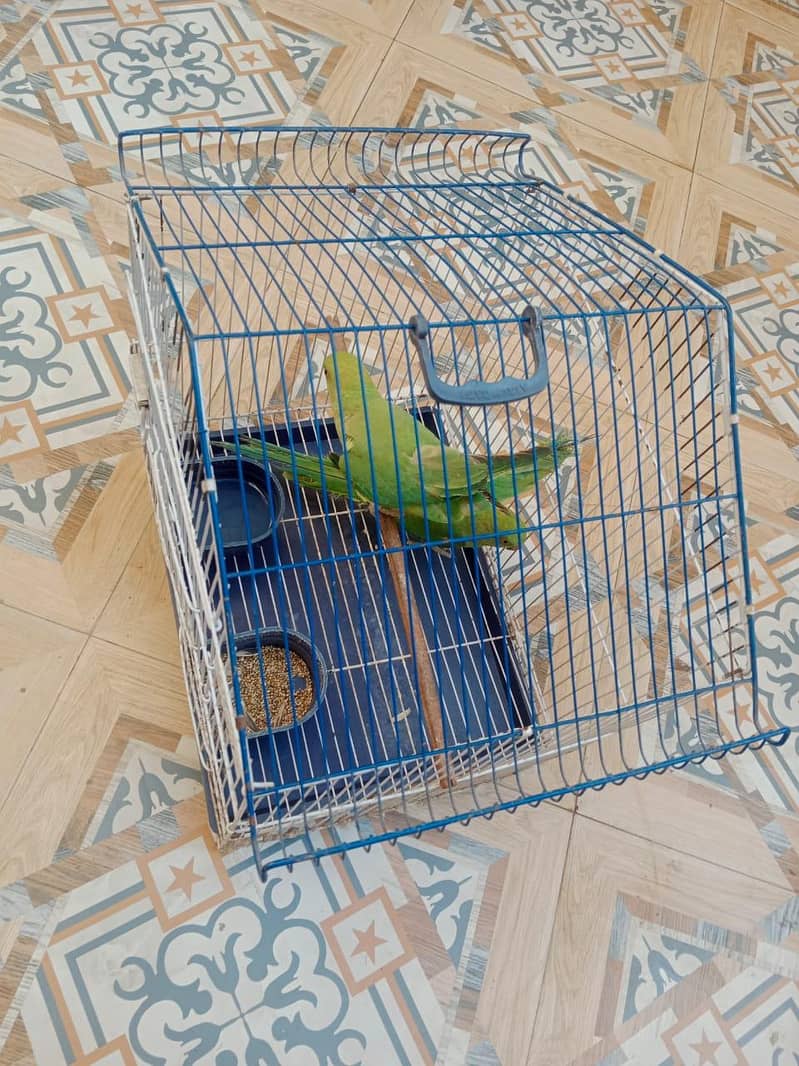 Parrots / Pair with cage 1