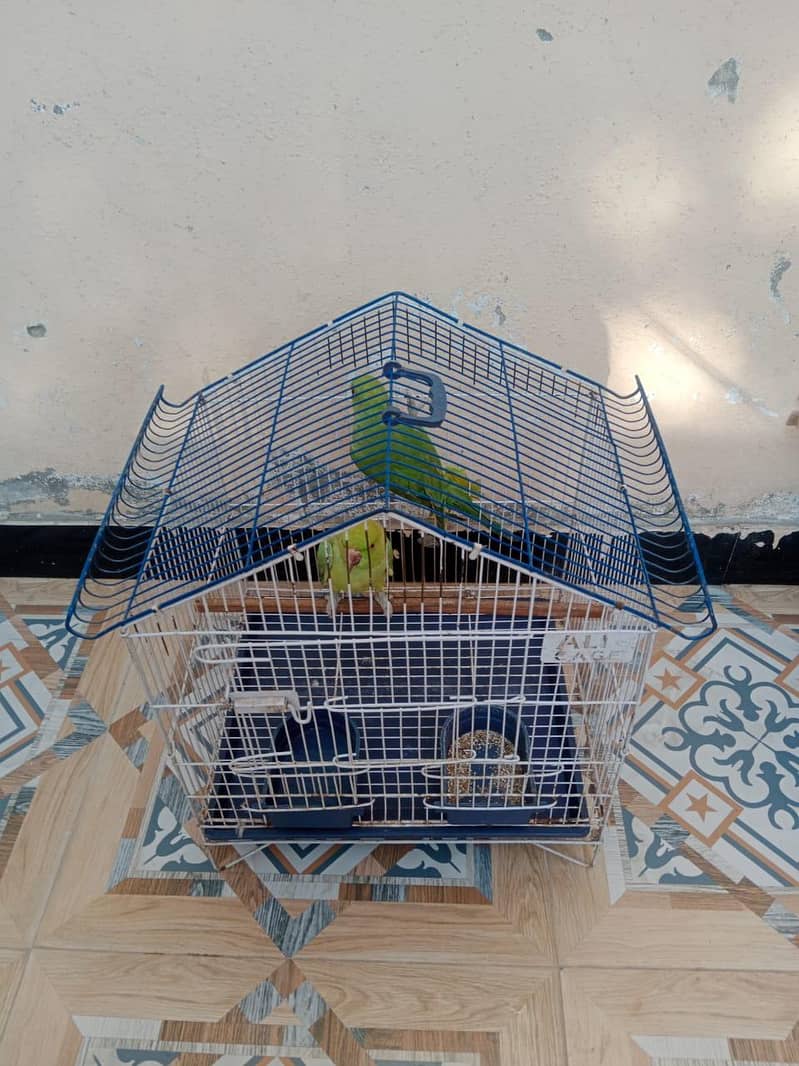 Parrots / Pair with cage 2