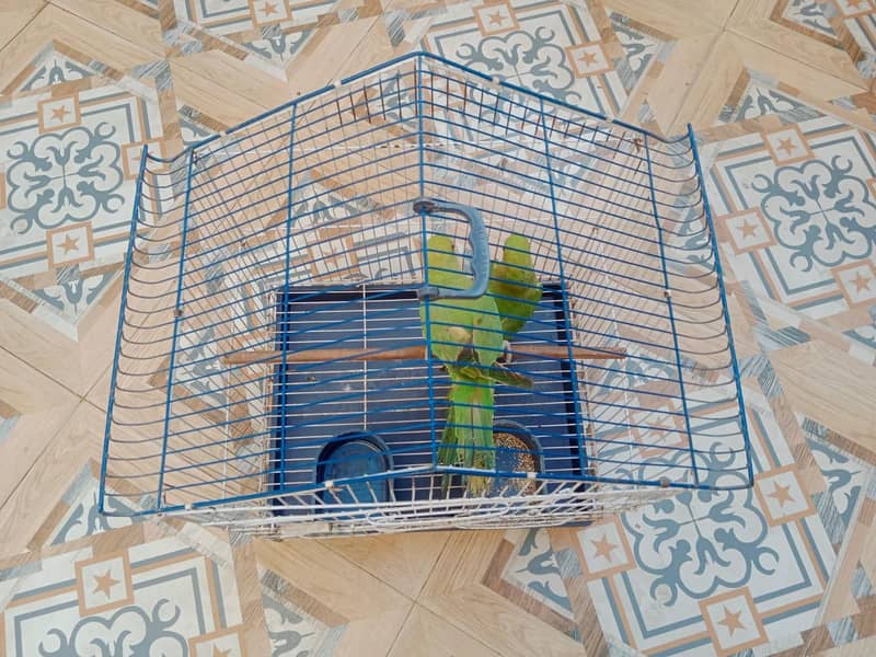 Parrots / Pair with cage 3