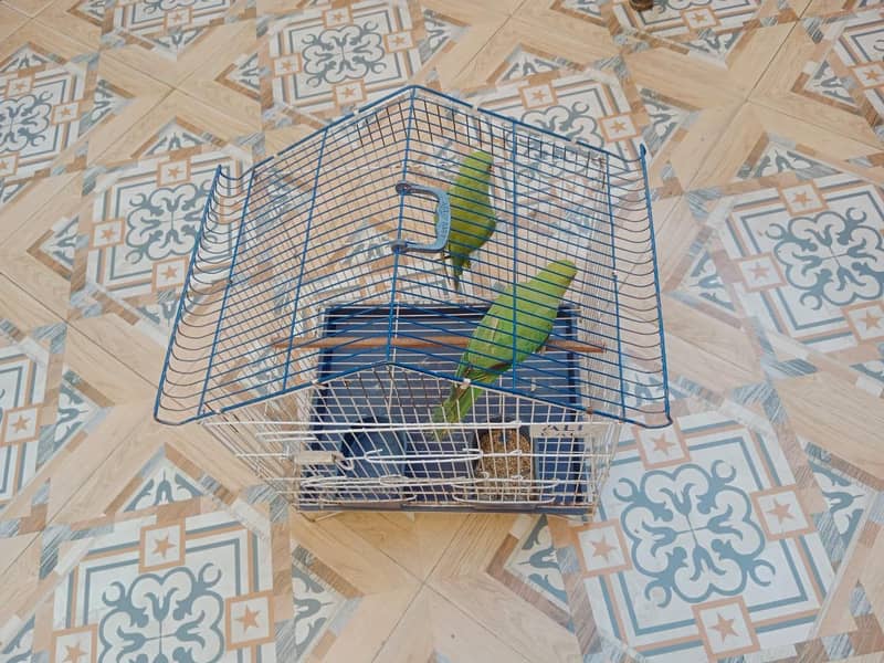 Parrots / Pair with cage 4