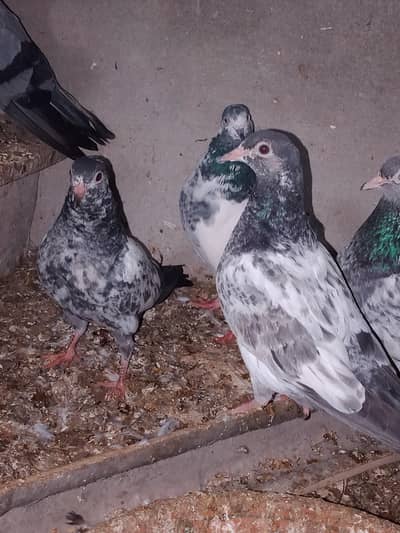 mian nazeer wale 2 Golden bache for sale 03246271252