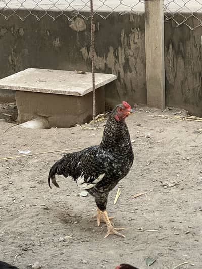 Male hen unique piece only 15000