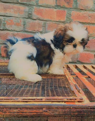 Shihtzu- Pedigree- Male Pups available-For Sale